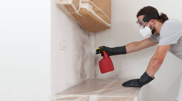 Professional Basement Mold Remediation technician working in Danvers, MA