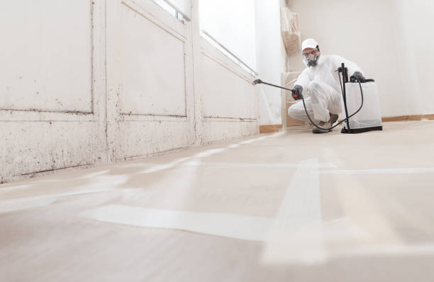 24/7 Emergency Basement Mold Remediation experts in Danvers, MA