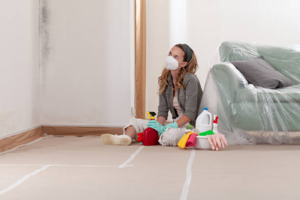 Reliable Basement Mold Remediation contractor in Danvers, MA by Mold Remediation HQ