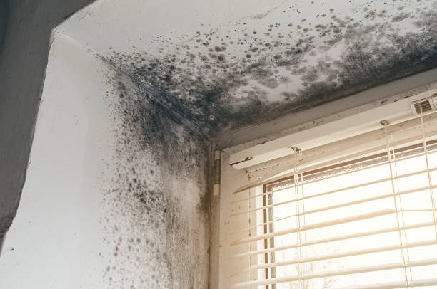 Affordable Basement Mold Remediation solutions in Danvers, MA