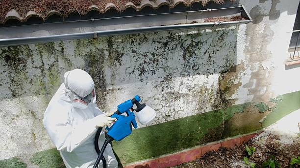 Top rated local Basement Mold Remediation specialists in Danvers, MA